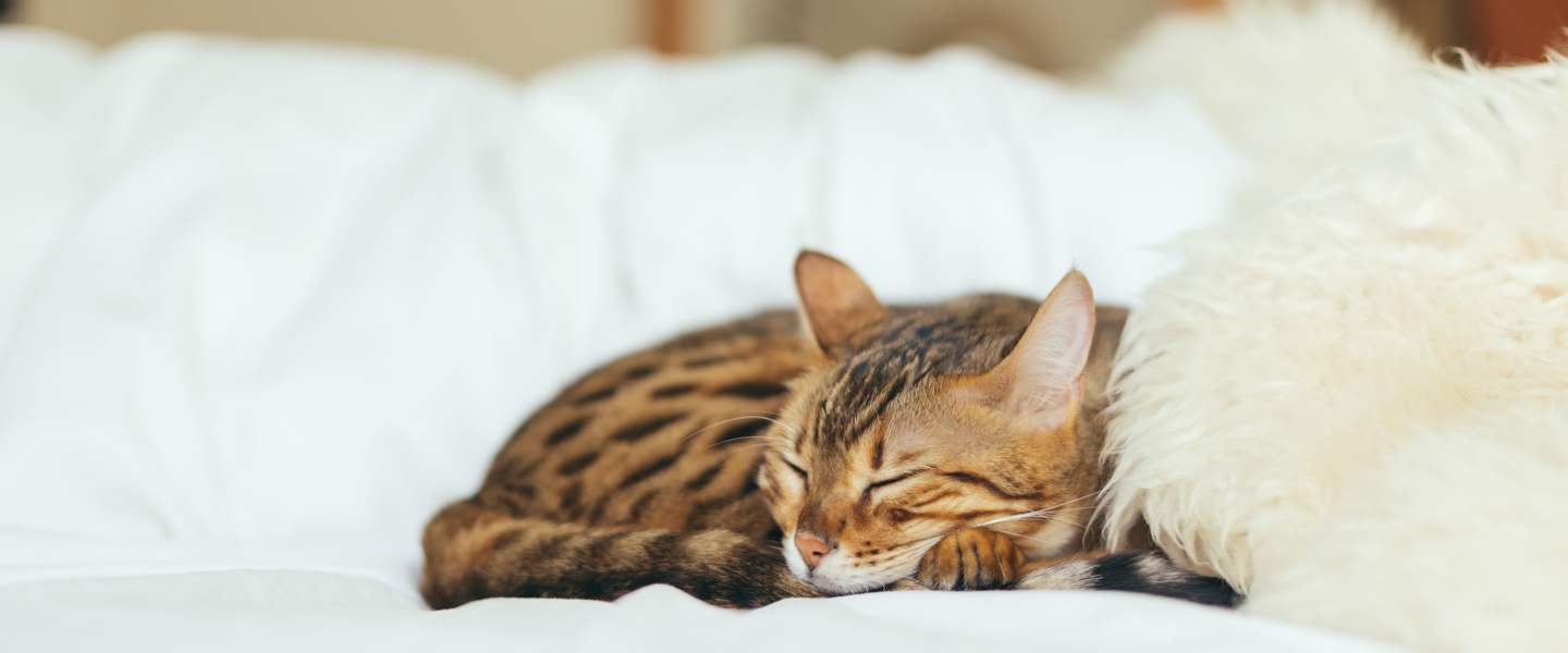 Header Desk Toxoplasmose